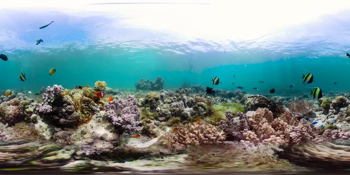 The underwater world of coral reef with fishes at diving 360VR. Coral garden under water, Philippines, Camiguin.