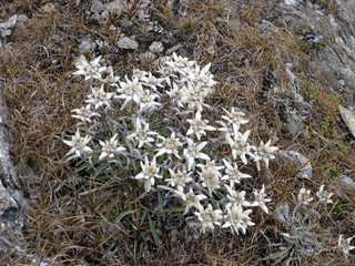 Beautiful edelweiss in the swiss mountains in autumn