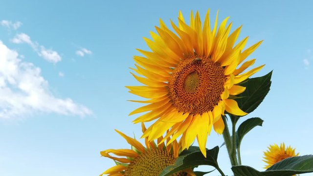 Abeille butinant dans un champ de tournesols