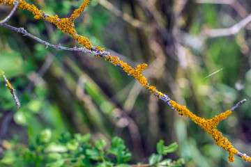 Xanthoria parietina coloured lichen
