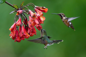 Two Hummingbirds are meeting at an amazing red bloom in the forest rain. Speckled hummingbird, Adelomyia melanogenys in Ecuador