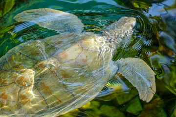 Close up of albino sea turtle. White sea turtle swimming in clear water