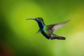 Fototapeta premium The Hummingbird is hovering and drinking the nectar from the beautiful flower in the rain forest. Flying Black-throated mango Anthracothorax nigricollis with nice colorful background...