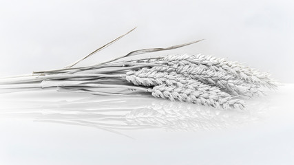 Getreide - Ähren - High Key