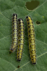 three caterpillars on a leaf