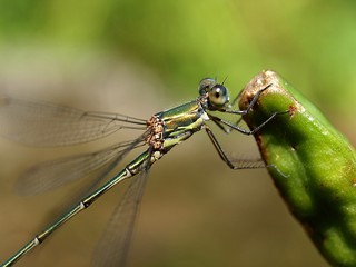 Closeup of a green magnificent dragonfly