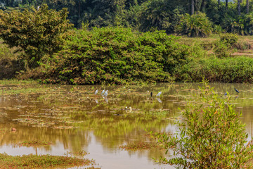 Obraz premium Natural green wetland vegetation with white egrets in Guinea, Africa.