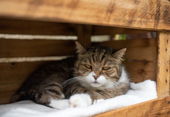 tired tabby white british shorthair cat relaxing in wooden fruit crate outdoors looking at camera...