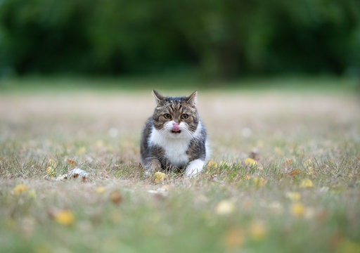 Playful Tabby White British Shorthair Cat Outdoors In The Garden Sticking Out Tongue Looking With Wide Pupils