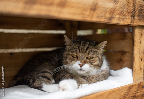 Tired Tabby White British Shorthair Cat Relaxing In Wooden Fruit