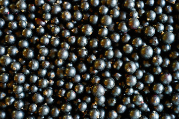 background of ripe black currant