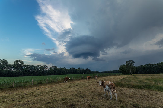 Mesozyklone &uuml;ber Kuh