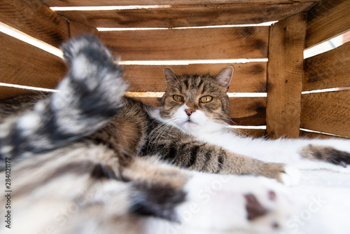 Tired Tabby White British Shorthair Cat Relaxing In Wooden Fruit