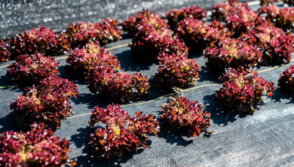 Red lettuce growing on a commercial farm