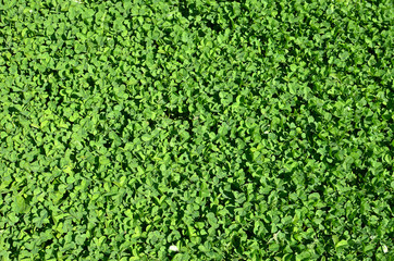 background of green leaves clover meadow