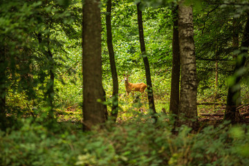Male fallow deer in a deciduous forest