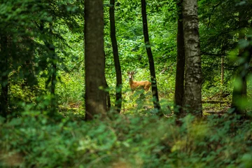 Crédence de cuisine en verre imprimé Cerf Male fallow deer in a deciduous forest