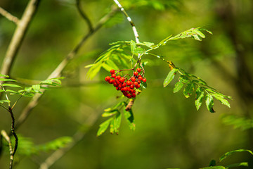 Ripe rowan berries on a branch