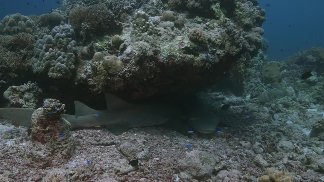 Tawny Nurse Sharks on a coral reef. Tubbataha Reef dive site Wall Street 4k footage