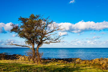Fototapeta na wymiar Lonely half died tree on the sea coast with blue cloudy sky. Loneliness, feeling alone, mood of loneliness, end of life