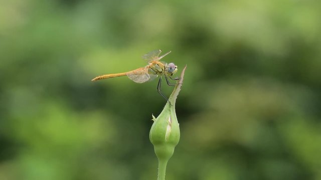 La libellula si &egrave; fermata sopra il bocciolo chiuso della rosa,mentre il vento la f&agrave; ondeggiare