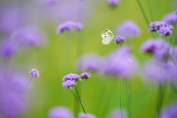 サンジャクバーベナと蝶