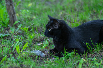 Proud black cat hunter, dead mouse in the grass, happy dark beast