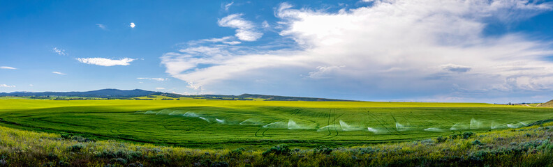 Sprinklers in a field of Alfalfa, Panorama 