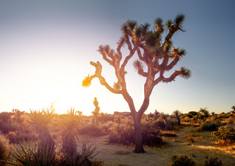 Joshua Tree National Park, Mojave Desert, California