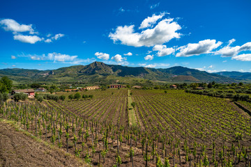 Vineyard of the mount Etna in Sicily, italy