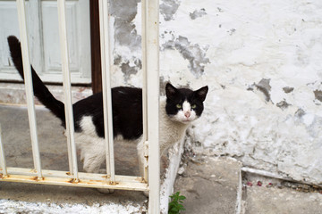 Sad dirty vagrant cat on the street