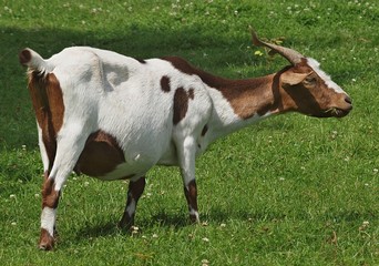 Naklejka na ściany i meble Cute brown and white goat on a meadow