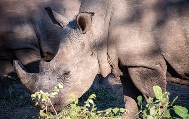 Obraz premium White rhinoceros