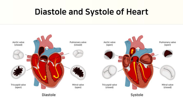 Diastole and Systole of Heart