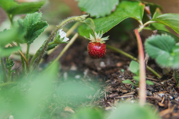 Ripe strawberry in a garden