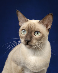 Tonkinese cat portrate