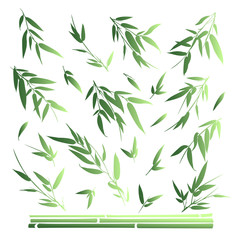 Bamboo branches isolated on white background. Vector illustration.