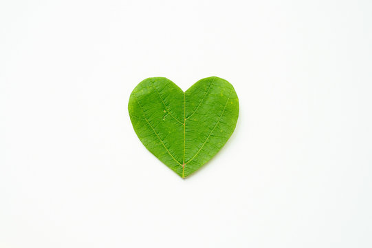 St. Valentine's day. The heart is cut from foliage on white background.