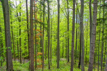 Fototapeta na wymiar spring Forest trees. nature green wood sunlight backgrounds