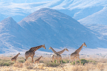 A group of Giraffes grazing in the desert of central Namibia. Hardap Region Namibia.