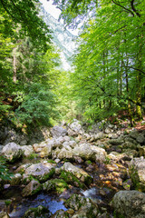 Fototapeta na wymiar stream through the forest in Julian Alps, Slovenia