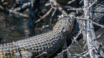 baby crocodile