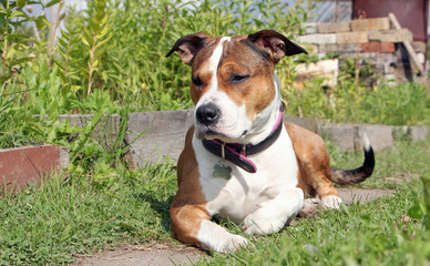 A serious guard dog lies on the grass and watches the territory..American Staffordshire Terrier in a pink collar.