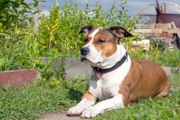 Red American Staffordshire Terrier in a collar lies in the garden on the grass..The dog executes the command to lie.