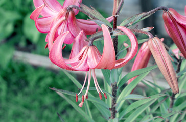 Pink lilies in the garden on a blurry green background. .Open flowers with stamens and pestles, and buds of lilies.