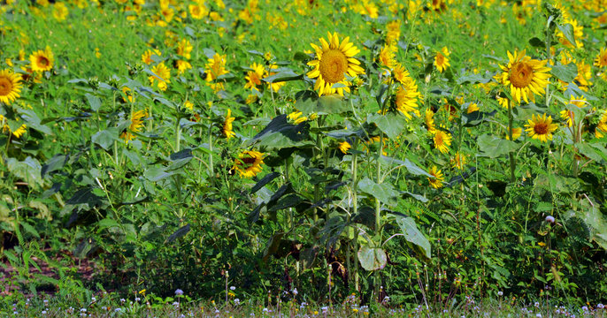 Arkansas Field of Full of Sunflowers