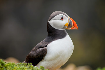 Naklejka premium puffin
