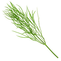 leaf dill close-up on an isolated white background