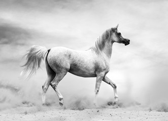 Obraz na płótnie Canvas Arabian horse in monochrome