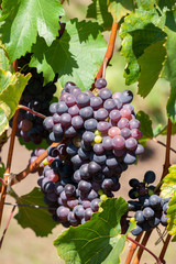 Fototapeta premium Close-up of bunches of ripe red wine grapes on vine, selective focus.